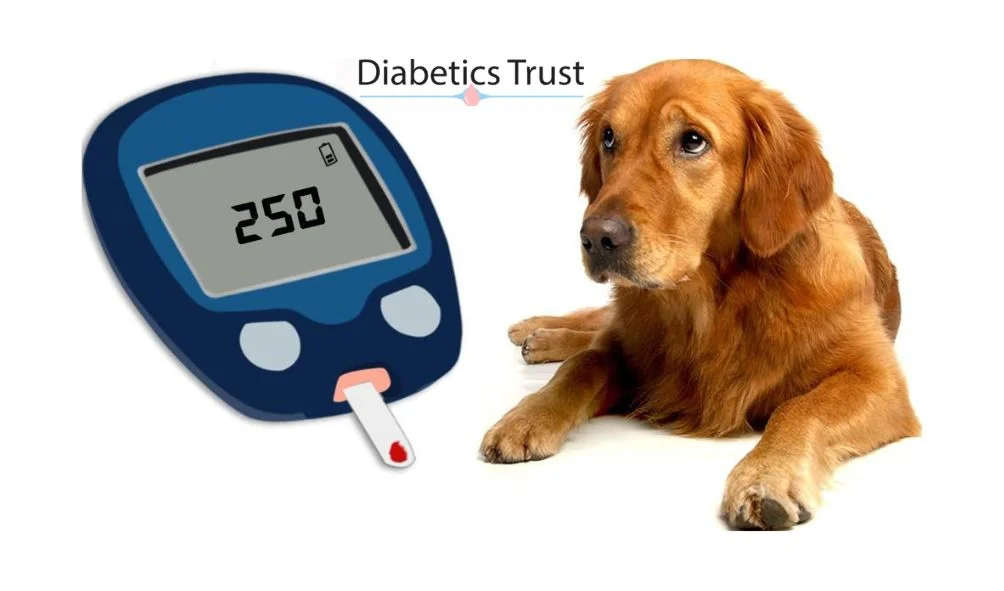 Understanding and Managing Diabetes Insipidus in Your Dog